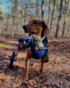 Image post by @walkinpets on Instagram