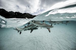 Image post by @discovery on Instagram