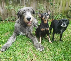 Image post by @thesavannahwolfhound on Instagram
