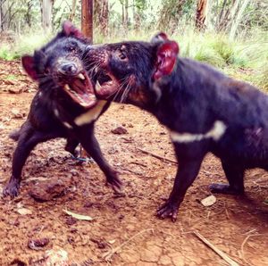 Image post by @animalplanet on Instagram