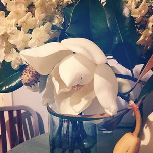 Image post by @bonnieplants on Instagram