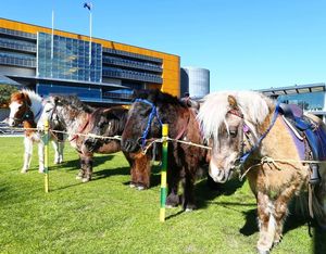 Image post by @australianturfclub on Instagram