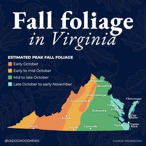 Image post by @vadogwoodnews on Instagram