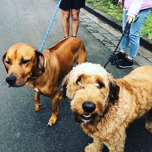 Image post by @bestforpetsmelb on Instagram