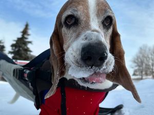 Image post by @walkinpets on Instagram