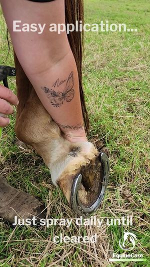 Video post by @equinecareprobiotic on Facebook
