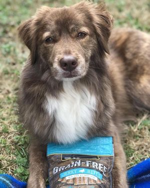 Image post by @evolvepetfood on Instagram