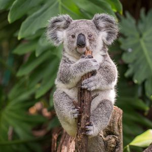 Image post by @animalplanet on Instagram