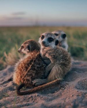 Image post by @leonardodicaprio on Instagram