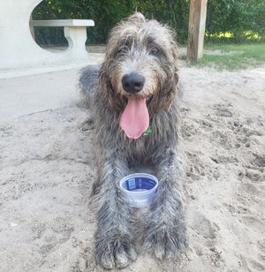 Image post by @thesavannahwolfhound on Instagram