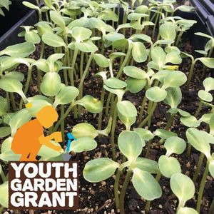 Image post by @kidsgardening on Instagram