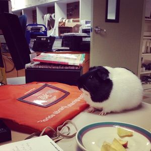 Image post by @stjohnscountylibrary on Instagram