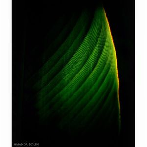 Image post by @amandabolinphotography on Instagram