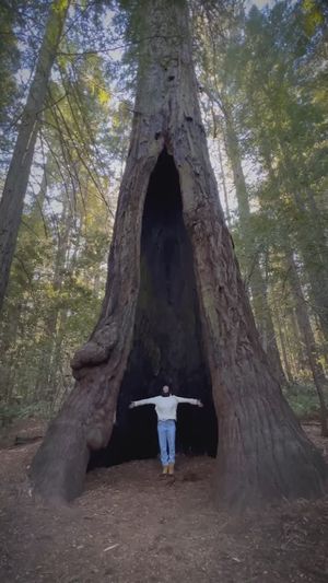 Video post by @redwoodmusical on Instagram