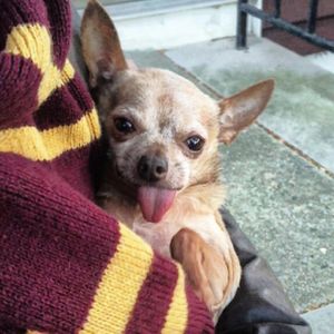 Image post by @animalplanet on Instagram