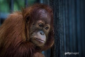 Image post by @gettyimages on Instagram