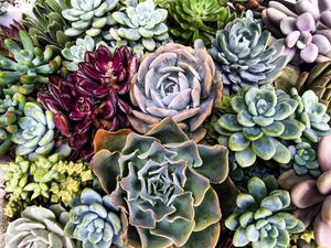 Image post by @shopbachmans on Instagram