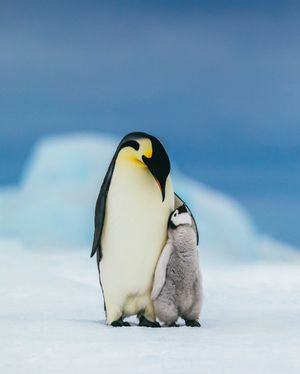 Image post by @discovery on Instagram