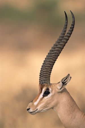 Image post by @AnimalPlanet on Twitter
