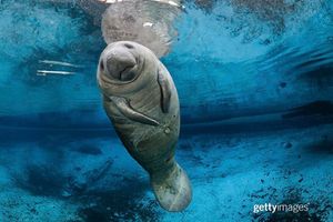 Image post by @gettyimages on Instagram