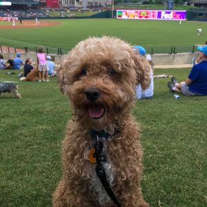 Image post by @memphisredbirds on Instagram