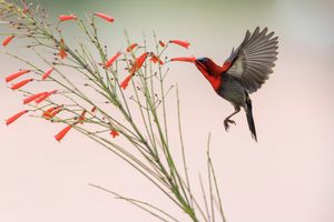 Image post by @Discovery on Twitter