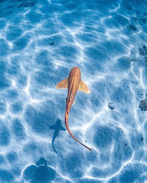 Image post by @discovery on Instagram