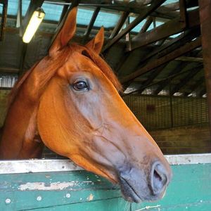 Image post by @australianturfclub on Instagram