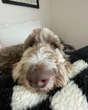 Image post by @floofy.coopy.doodle on Instagram
