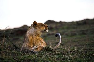 Image post by @lions on Instagram