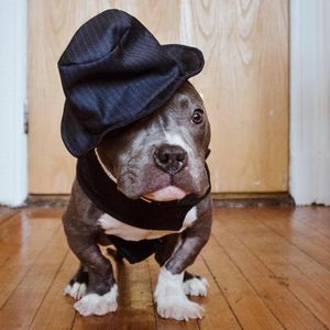 Image post by @animalplanet on Instagram