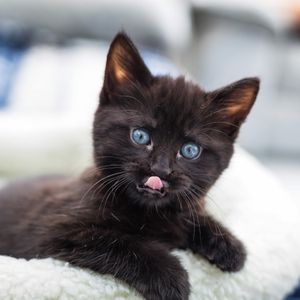 Image post by @animalplanet on Instagram