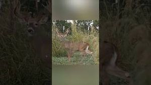 Video post by @bowmarbowhunting on YouTube