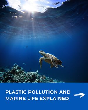 Image post by @4ocean on Instagram