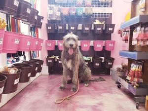 Image post by @thesavannahwolfhound on Instagram