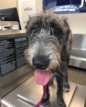 Image post by @thesavannahwolfhound on Instagram