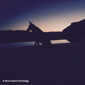 Image post by @therealcarlospena on Instagram