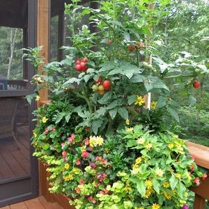 Image post by @bonnieplants on Instagram