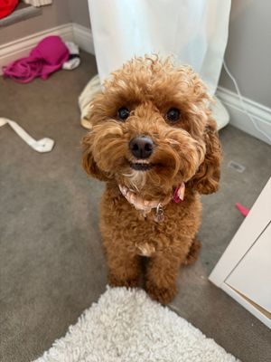 Video post by @sydney_parrishh on TikTok