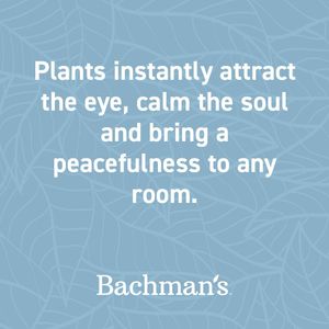 Image post by @shopbachmans on Instagram