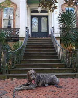 Image post by @thesavannahwolfhound on Instagram
