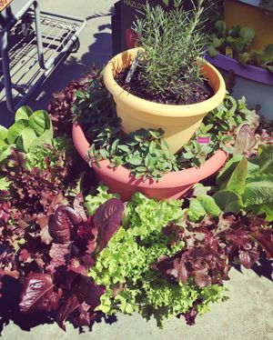 Image post by @bonnieplants on Instagram