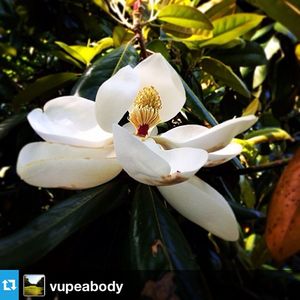Image post by @vanderbiltu on Instagram