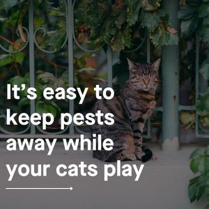 Image post by @yourfuzzy on Instagram