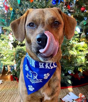 Image post by @setonhall on Instagram