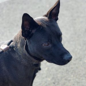 Image post by @spokhumanesoc on Instagram