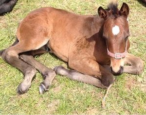 Image post by @australianturfclub on Instagram