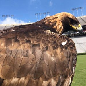 Image post by @auburnalumni on Instagram