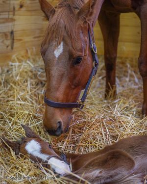 Image post by @thoroughbred_daily_news on Instagram
