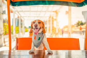 Image post by @univmiami on Instagram
